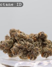 Indoor High Octane_Cannabis Bud_Hydro Cannabis_The dope warehouse