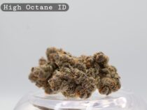Indoor High Octane_Cannabis Bud_Hydro Cannabis_The dope warehouse - The Dope Warehouse Indoor High Octane_Cannabis Bud_Hydro Cannabis_The dope warehouse
