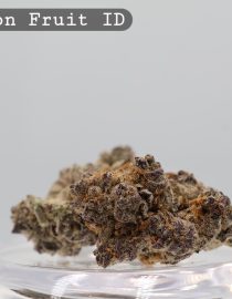 Indoor Passion Fruit_Cannabis Bud_Hydro Cannabis_The dope warehouse