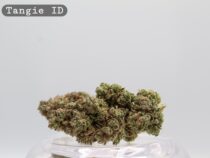 Indoor Tangie_Hydro Cannabis_The dope warehouse - The Dope Warehouse Indoor Tangie_Hydro Cannabis_The dope warehouse