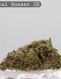 Indoor Tropical Sunset_Indoor Cannabis Flower_Hydro Cannabis_The dope warehouse