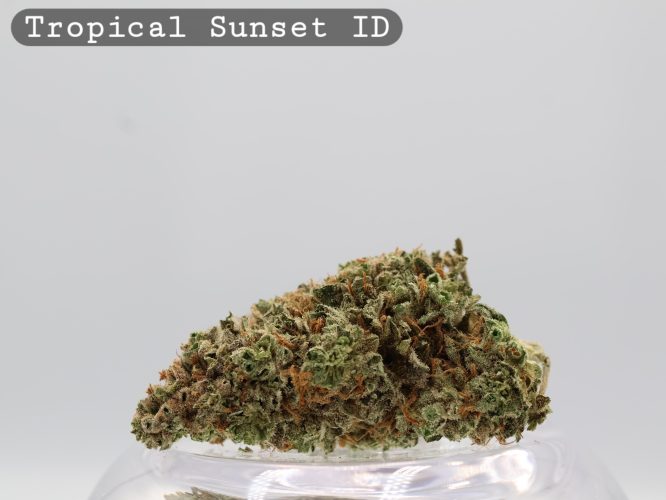 Indoor Tropical Sunset_Indoor Cannabis Flower_Hydro Cannabis_The dope warehouse