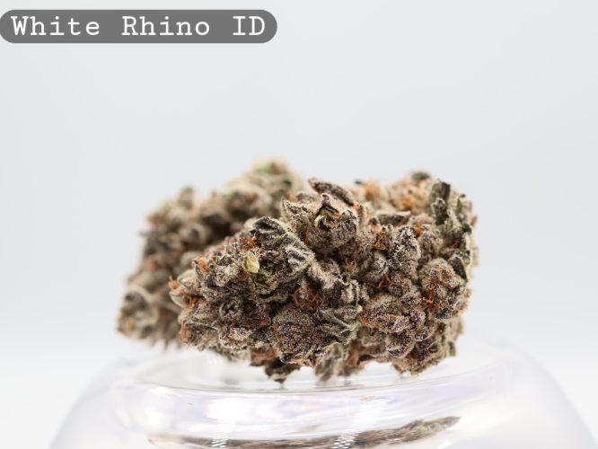 Indoor White Rhino_Cannabis Bud_Hydro Cannabis_The dope warehouse