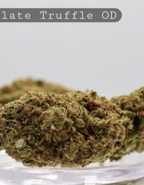 Outdoor Chocolate Truffle_Greenhouse Flower_Greenhouse Bud_Cannabis_Cbd and THC Products_Kush_Weed_Bud_The Dope Warehouse