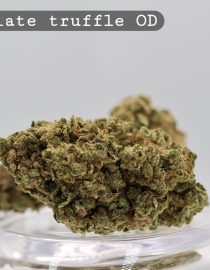 Outdoor Chocolate Truffle_Outdoor Flower_Bud_Cannabis_The Dope Warehouse