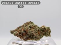 Peanut Butter Breath_Cannabis Bud_Buy Weed_Greendoor_The dope warehouse