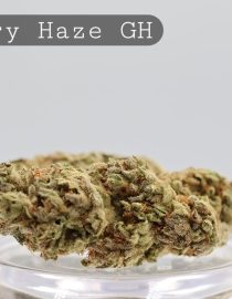 Greenhouse Berry Haze per 2g_Cannabis Bud_Cannabis Flower_The Dope Warehouse