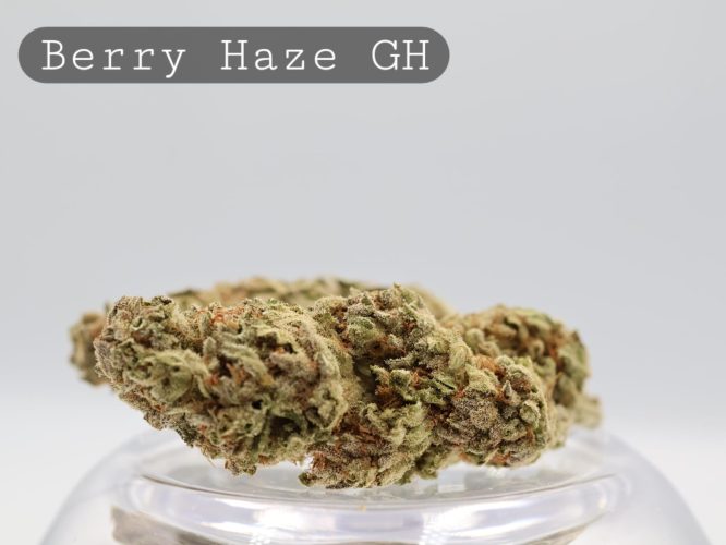 Greenhouse Berry Haze per 2g_Cannabis Bud_Cannabis Flower_The Dope Warehouse