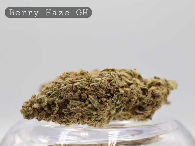 Greenhouse Berry Haze_Greenhouse Flower_Greenhouse Bud_Cannabis_Cbd and THC Products_Kush_Weed_Bud_The Dope Warehouse