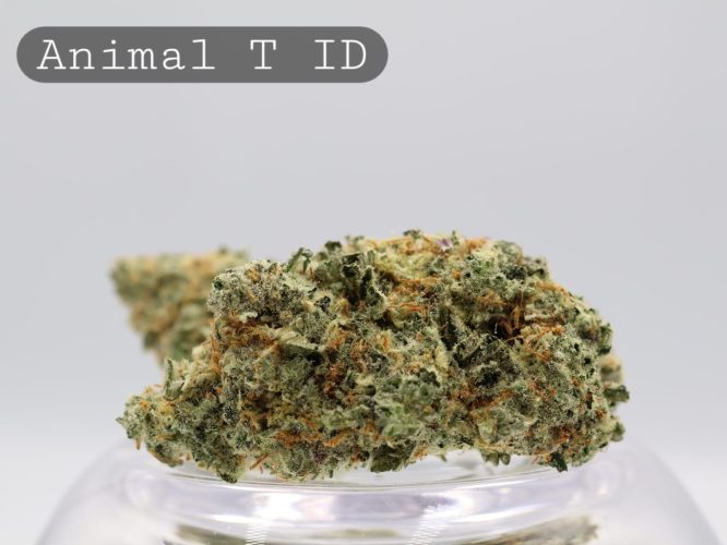 Indoor Animal Tsunami_Premium Indoor Weed_Cannabis Bud_Cannabis Flower_The Dope Warehouse