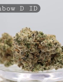 Indoor Rainbow Dream pg_Premium Indoor Weed_Cannabis Bud_Cannabis Flower_The Dope Warehouse