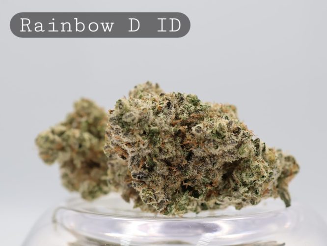 Indoor Rainbow Dream pg_Premium Indoor Weed_Cannabis Bud_Cannabis Flower_The Dope Warehouse