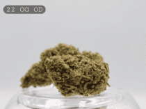 Outdoor 22 OG per 2g_Outdoor Cannabis Flower_Cannabis Bud_The Dope Warehouse