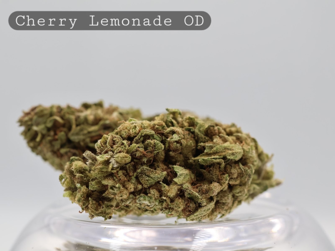 Outdoor Cherry Lemonade_Outdoor Cannabis Flower_Cannabis Bud_The Dope Warehouse