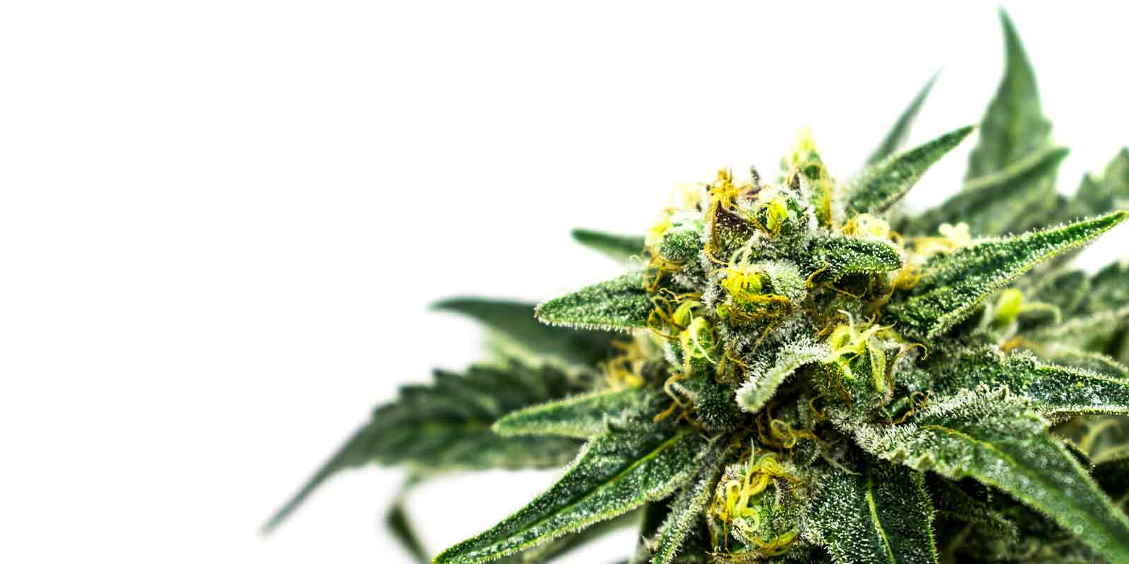 The Ultimate Cannabis Glossary: Essential Terms Every Enthusiast Should Know