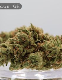 Greenhouse Forbidos_Greenhouse Bud_Cannabis Flower_Bud_The Dope Warehouse