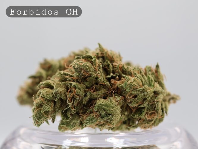 Greenhouse Forbidos_Greenhouse Bud_Cannabis Flower_Bud_The Dope Warehouse