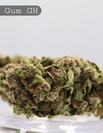 Greenhouse Grape Gum_Greenhouse Bud_Cannabis Flower_Bud_The Dope Warehouse