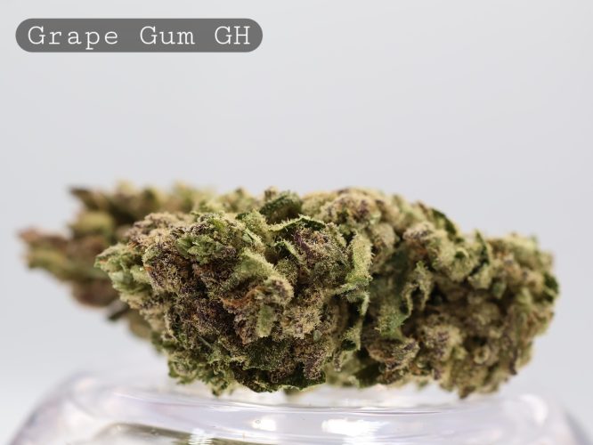 Greenhouse Grape Gum_Greenhouse Bud_Cannabis Flower_Bud_The Dope Warehouse