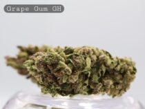 Greenhouse Grape Gum_Greenhouse Bud_Cannabis Flower_Bud_The Dope Warehouse - The Dope Warehouse Greenhouse Grape Gum_Greenhouse Bud_Cannabis Flower_Bud_The Dope Warehouse
