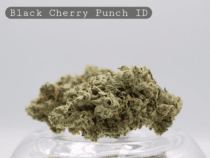 Indoor Black Cherry Punch_Hydro Indoor_Indoor Flower_Cannabis Bud_The Dope Warehouse - The Dope Warehouse Indoor Black Cherry Punch_Hydro Indoor_Indoor Flower_Cannabis Bud_The Dope Warehouse