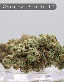 Indoor Black Cherry Punch_Hydro Indoor_Indoor Flower_Cannabis Bud_The Dope Warehouse