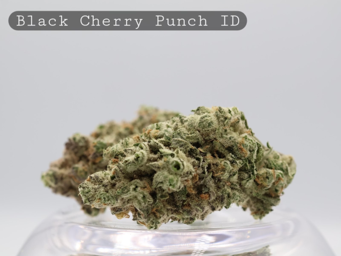 Indoor Black Cherry Punch_Hydro Indoor_Indoor Flower_Cannabis Bud_The Dope Warehouse