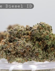 Indoor Double Diesel_Indoor Bud_Indoor Cannabis Flower_Hydro Bud_The Dope Warehouse