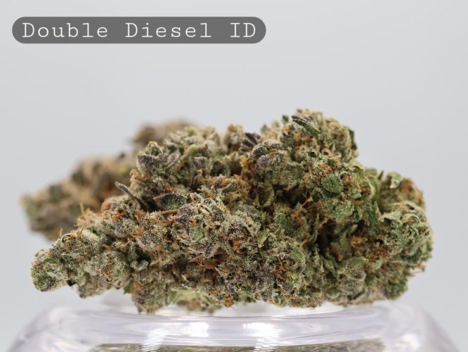 Indoor Double Diesel_Indoor Bud_Indoor Cannabis Flower_Hydro Bud_The Dope Warehouse