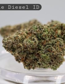 Indoor-Double-Diesel_Cannabis-Flower_The-Dope-Warehouse