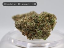 Indoor-Double-Diesel_Indoor-bud_Cannabis_-Flower_weed_the-dope-warehouse - The Dope Warehouse Indoor-Double-Diesel_Cannabis-Flower_The-Dope-Warehouse