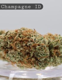 Indoor Pink Champagne_Cannabis Flower_Premium Indoor Weed_Indoor Cannabis Bud_The Dope Warehouse