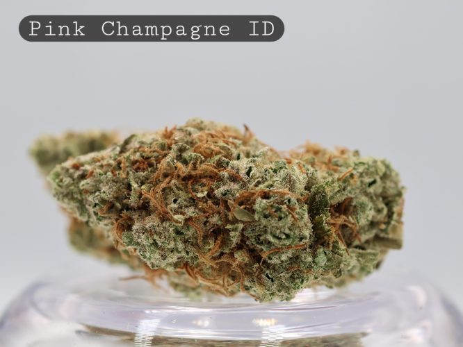 Indoor Pink Champagne_Cannabis Flower_Premium Indoor Weed_Indoor Cannabis Bud_The Dope Warehouse