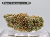 Indoor Pink Champagne_Cannabis Flower_Premium Indoor Weed_Indoor Cannabis Bud_The Dope Warehouse - The Dope Warehouse Indoor Pink Champagne_Cannabis Flower_Premium Indoor Weed_Indoor Cannabis Bud_The Dope Warehouse