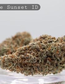 Indoor Purple Sunset_Hydro Cannabis_Indoor Cannbis FLower_Indoor Bud_Premium Weed_Indoor Kush_The Dope Warehouse