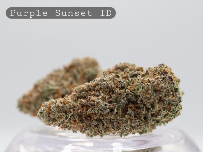 Indoor Purple Sunset_Hydro Cannabis_Indoor Cannbis FLower_Indoor Bud_Premium Weed_Indoor Kush_The Dope Warehouse