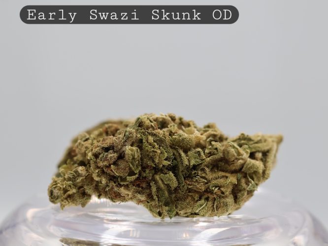 Outdoor Early Swazi Skunk_Outdoor Cannabis_Cannabis FLower_the dope warehouse