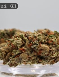 Greenhouse Afghani_Greenhouse Cannabis_ Cannbis_ Weed_Bud_Flower_Cannabis_The Dope Warehouse