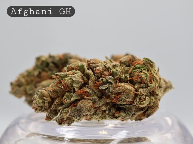 Greenhouse Afghani_Greenhouse Cannabis_ Cannbis_ Weed_Bud_Flower_Cannabis_The Dope Warehouse