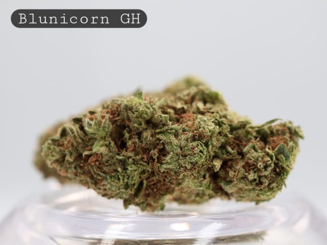 Greenhouse Blunicorn_Greenhouse Bud_Cannabis_TheDopeWarehouse