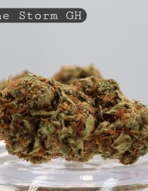 Greenhouse Divine Storm_Greenhouse Bud_Cannabis_TheDopeWarehouse