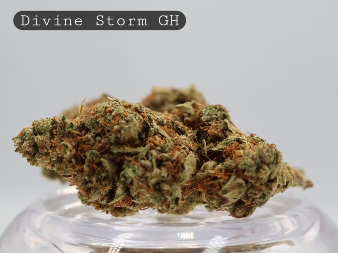 Greenhouse Divine Storm_Greenhouse Bud_Cannabis_TheDopeWarehouse