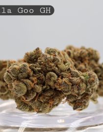 Greenhouse Gorilla Goo_Greenhouse Bud_Cannabis_TheDopeWarehouse