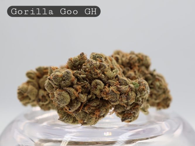 Greenhouse Gorilla Goo_Greenhouse Bud_Cannabis_TheDopeWarehouse