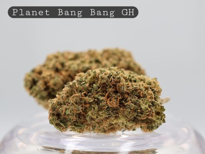 Greenhouse Planet Bang Bang_Cannabis Flower_The Dope Warehouse