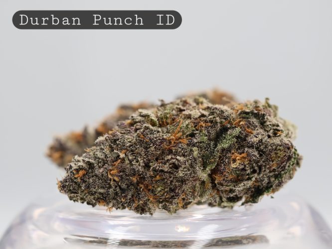 Indoor Durban Punch_Hydro Cannbis Flower_Cannabis Bud_Indoor Weed_The Dope Warehouse