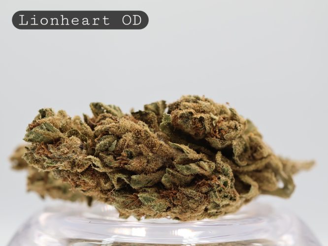 Outdoor Lionheart_ Outdoor Cannabis_The Dope Warehouse