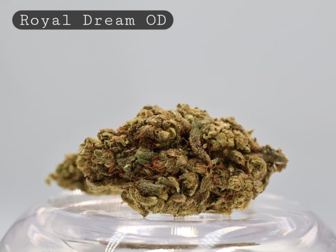 Outdoor Royal Dream_ Outdoor Cannabis_The Dope Warehouse