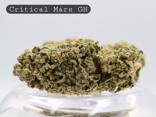 Greenhouse Critical Mars _Greenhouse Bud_Greenhouse Flower_Weed_The Dope Warehouse