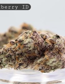 Indoor Blackberry_Cannabis Bud_Indoor_Hydro Cannabis_Premium Indoor Flower_The Dope Warehouse